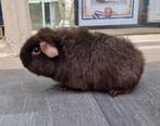Cavia us-teddy zeugje, Dieren en Toebehoren, Knaagdieren, Cavia, December, Vrouwelijk, Tam