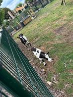 1 bonte geit met jong( bok), Dieren en Toebehoren, Schapen, Geiten en Varkens, Meerdere dieren, Geit