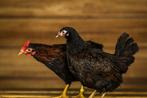 Barnevelder kriel | Goede leggers | Lieve kippen, Dieren en Toebehoren, Meerdere dieren, Kip