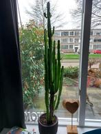 Prachtige euphorbia trigona, Cactus, 100 tot 150 cm, Halfschaduw, In pot