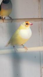 Gouldamadine poppen., Dieren en Toebehoren, Vogels | Overige Vogels, Vrouwelijk, Geringd