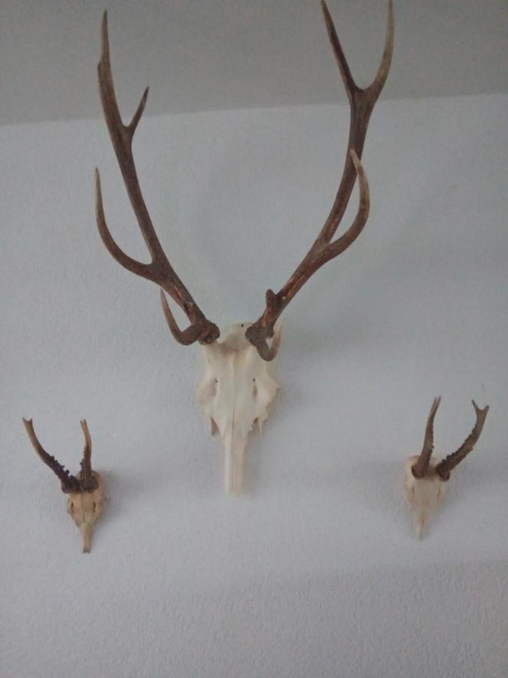Mooie Echte Herten Geweien, Huis en Inrichting, Woonaccessoires | Wanddecoraties, Ophalen of Verzenden