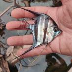 Pterophyllum altum, Vis