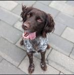 Nest aankondiging Heidewachtel, Heidewachtel pups, Dieren en Toebehoren, Honden | Retrievers, Spaniëls en Waterhonden, Rabiës (hondsdolheid)