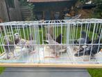 Birmingham roller jongen, Dieren en Toebehoren, Vogels | Duiven, Meerdere dieren, Tuimelaar of Roller