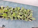 Lychnis Coronaria plantjes te koop, wit, Overige soorten, Vaste plant, Ophalen of Verzenden, Halfschaduw