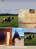 Super mooie paint horse, Diensten en Vakmensen