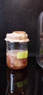 Scoby voor kombucha, Ophalen of Verzenden