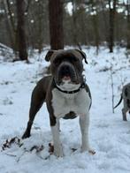 Ervaren American stafford dekreu open for stud, Reu, 1 tot 2 jaar, Parvo, Eén hond