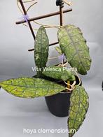 Hoya clemensiorum nr 1, Overige soorten, In pot, Minder dan 100 cm, Bloeiende kamerplant