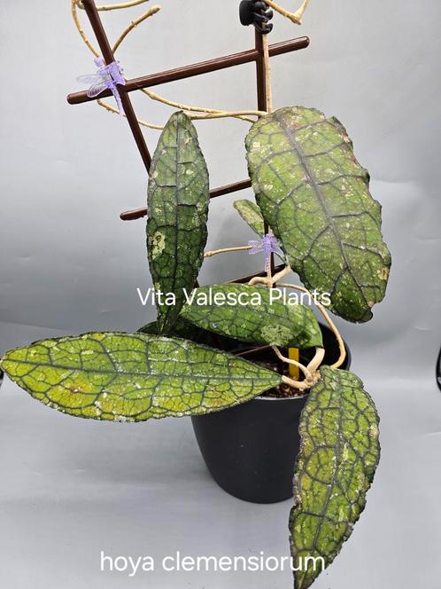 Hoya clemensiorum nr 1, Huis en Inrichting, Kamerplanten, Overige soorten, Minder dan 100 cm, Bloeiende kamerplant, Halfschaduw