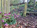 Helleboris, Tuin en Terras, Vaste plant, Halfschaduw, Winter, Ophalen