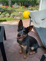 Cattle dog teefje 2022, Dieren en Toebehoren, Teef, Parvo, Eén hond, Nederland