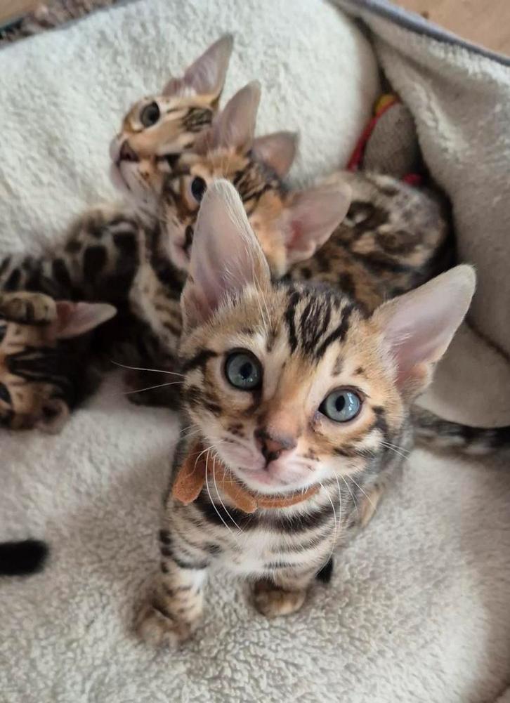 Prachtige bengaal kittens waarvan 2 marble beschikbaar, Dieren en Toebehoren, Katten en Kittens | Raskatten | Korthaar, Meerdere dieren