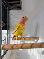 Jonge agapornis rosecollie .lutino., Dieren en Toebehoren, Vogels | Parkieten en Papegaaien, Meerdere dieren, Dwergpapegaai of Agapornis