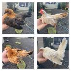 Groepje serama hennen, Dieren en Toebehoren, Pluimvee, Vrouwelijk, Kip