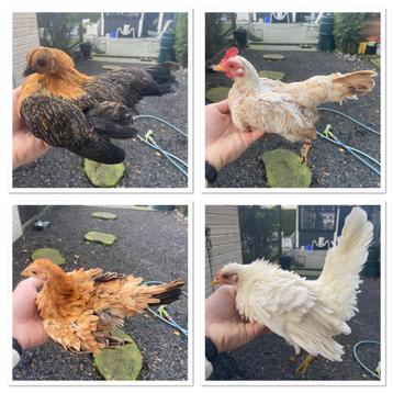 Groepje serama hennen beschikbaar voor biedingen