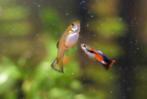 Mix (endler) guppen, Dieren en Toebehoren, Vissen | Aquariumvissen, Vis