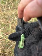 Ouessant stamboek rammen en ooien ARR*ARR, Dieren en Toebehoren, Schapen, Geiten en Varkens, Meerdere dieren, Schaap, 0 tot 2 jaar