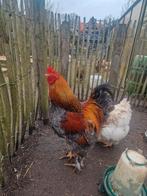 Brahma haan te koop/ruilen, Mannelijk, Kip