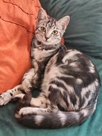 Prachtige Misty zoekt nieuw huis, Dieren en Toebehoren, Katten en Kittens | Overige Katten, Poes, Kortharig, 0 tot 2 jaar