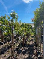 fruitbomen, Ophalen, Overige soorten, Volle zon, 100 tot 250 cm