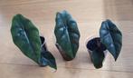 Alocasia Chantrieri, Ophalen of Verzenden, Overige soorten, Minder dan 100 cm