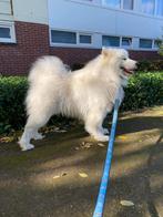Samoyed dekreu ter dekking Almelo, Dieren en Toebehoren, Rabiës (hondsdolheid), Reu, Eén hond, 3 tot 5 jaar