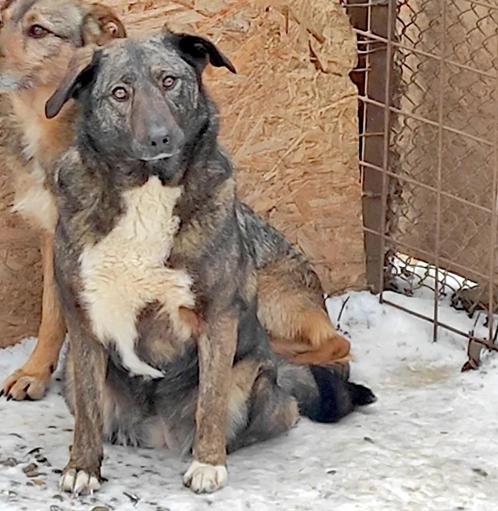 WIJ ZOEKEN NAAR SPELD IN HOOIBERG VOOR PAIGE, PIPPA, PEPPER, Dieren en Toebehoren, Honden | Niet-rashonden, Middel, Meerdere dieren