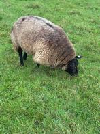Koppel Stamboek blauwe texelaar schapen, Dieren en Toebehoren, Schapen, Geiten en Varkens, Vrouwelijk, Schaap