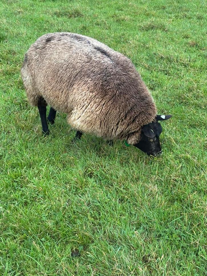 Koppel Stamboek blauwe texelaar schapen, Dieren en Toebehoren, Schapen, Geiten en Varkens, Schaap, Vrouwelijk