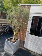 Mooie olijfboom met dikke stam 60/65cm, Ophalen, Steen, Minder dan 60 cm, Rond