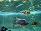 Protomelas Steveni Taiwan Reef Malawi Cichliden, Vis, Zoetwatervis