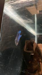 Blauwe betta vrouw, Vis