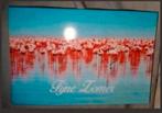 Ansichtkaart flamingo 's. Gelopen, Ophalen of Verzenden, 1980 tot heden