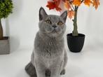 Brits Korthaar Kater / Britse Korthaar Kater, Dieren en Toebehoren, Katten en Kittens | Raskatten | Korthaar