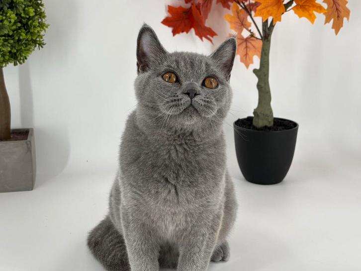Brits Korthaar Kater / Britse Korthaar Kater, Dieren en Toebehoren, Katten en Kittens | Raskatten | Korthaar