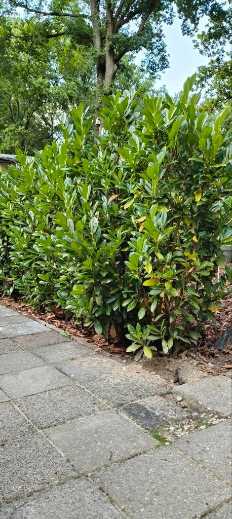 Laurier haag, prijs per stuk, 40 stuks, Baarle-Nassau., Tuin en Terras, Planten | Struiken en Hagen, Haag, Laurier, 100 tot 250 cm