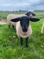 Suffolk ooi te koop, Dieren en Toebehoren, Vrouwelijk