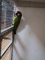 Mooie ara maracana pop 2025, Dieren en Toebehoren, Vogels | Parkieten en Papegaaien, Vrouwelijk, Papegaai, Geringd