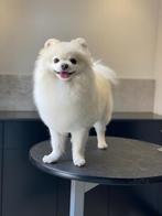 Witte Pomeranian DEKREU (niet te koop!), Particulier, 3 tot 5 jaar, Reu, Nederland