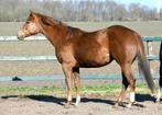 2 jarige PAINT merrie te koop, Dieren en Toebehoren, Paarden, Merrie, Minder dan 160 cm, Gechipt, 0 tot 2 jaar