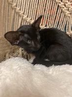 Oosters Korthaar kittens met stamboom, Dieren en Toebehoren, Meerdere dieren, Ingeënt