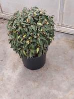 Portugese laurier bolvorm (prunus lus angustifolia), Vaste plant, Bloeit niet, Halfschaduw, Ophalen