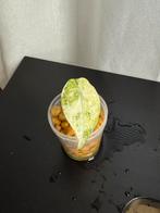 Alocasia Ninja Tricolor variegata, Huis en Inrichting, Kamerplanten, Ophalen of Verzenden, Halfschaduw, Minder dan 100 cm