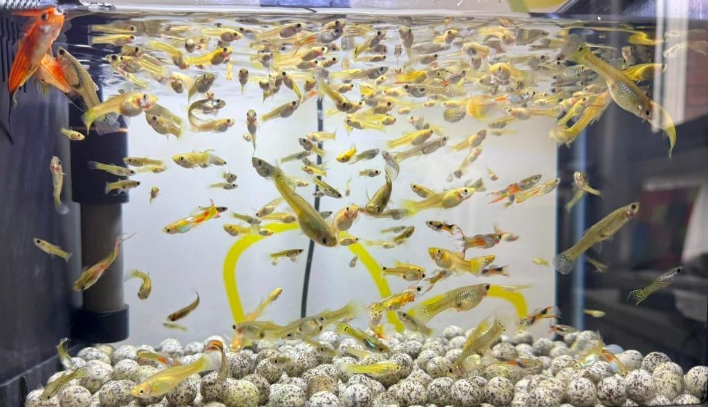 €10 voor 20 vissen, Dieren en Toebehoren, Vissen | Aquariumvissen, Vis, Zoetwatervis