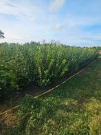 Coniferen, Tuin en Terras, Planten | Struiken en Hagen, Ophalen of Verzenden, Conifeer, 100 tot 250 cm