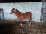 Prachtige hoekhorst welshpony sectie B ruin, Dieren en Toebehoren, Pony's, Ruin, B pony (1.17m tot 1.27m), 0 tot 2 jaar
