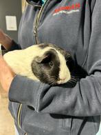 Te koop Vrouwtjes Cavia's, Dieren en Toebehoren, Knaagdieren, Cavia, Vrouwelijk, Tam