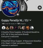 Speciale Raszuiver Guppen! zeer exclusieve., Dieren en Toebehoren, Vis, Zoetwatervis, Schoolvis